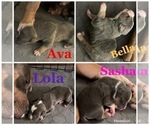 Small #41 American Pit Bull Terrier