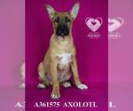Small #2 American Pit Bull Terrier-German Shepherd Dog Mix