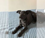 Small #10 Labrador Retriever Mix