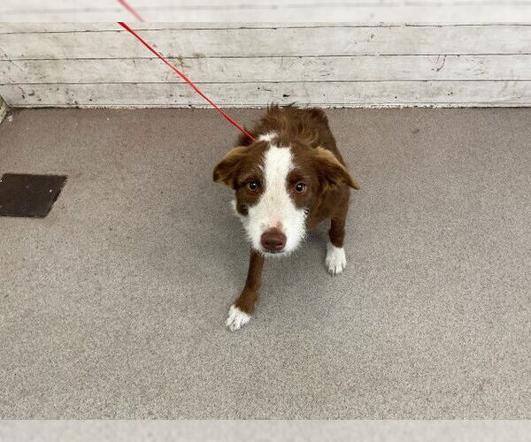 Medium Photo #1 Mutt Puppy For Sale in San Bernardino, CA, USA