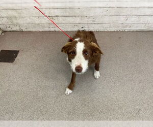 Mutt Dogs for adoption in San Bernardino, CA, USA
