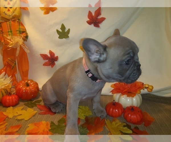 Medium Photo #2 French Bulldog Puppy For Sale in PAWTUCKET, RI, USA