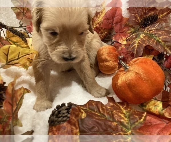 Medium Photo #6 Golden Retriever Puppy For Sale in RICHMOND, TX, USA