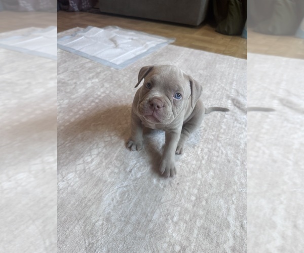 Medium Photo #3 American Bully Puppy For Sale in BOLINGBROOK, IL, USA