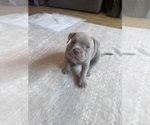 Small Photo #23 American Bully Puppy For Sale in BOLINGBROOK, IL, USA