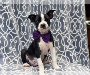 Boston Terrier Puppy for sale in LAKELAND, FL, USA