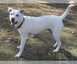 Small #3 Labrador Retriever Mix