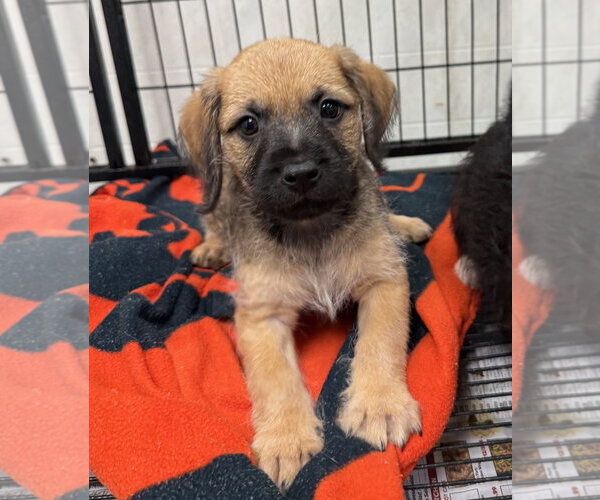 Medium Photo #1 Mutt Puppy For Sale in GILBERTS, IL, USA