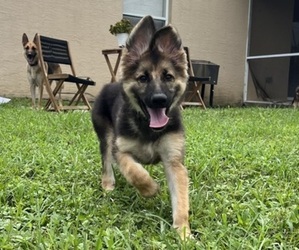 German Shepherd Dog Puppy for sale in LEHIGH ACRES, FL, USA