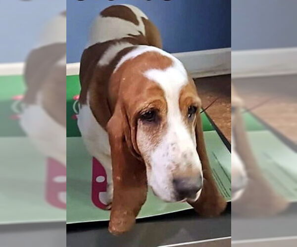 Medium Photo #2 Basset Hound Puppy For Sale in Deepwater, NJ, USA