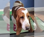 Small #1 Basset Hound