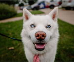 Small #2 Siberian Husky Mix