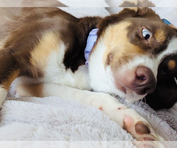 Medium Photo #7 Border-Aussie Puppy For Sale in Princeton, MN, USA