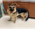 Small Photo #1 German Shepherd Dog Puppy For Sale in Rancho Cucamonga, CA, USA