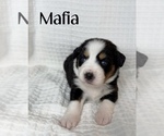 Small Photo #16 Miniature Australian Shepherd Puppy For Sale in NEW PORT RICHEY, FL, USA