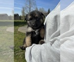 Small Photo #9 German Shepherd Dog Puppy For Sale in BELLINGHAM, WA, USA