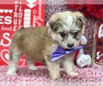 Small Photo #6 Pomsky-Poodle (Toy) Mix Puppy For Sale in CLAY, PA, USA