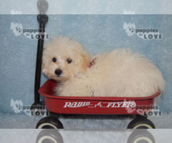 Medium Photo #3 Maltipoo Puppy For Sale in SANGER, TX, USA
