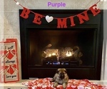 Small Photo #4 German Shepherd Dog Puppy For Sale in GALLIPOLIS, OH, USA