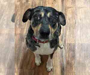 Catahoula Leopard Dog-Rottweiler Mix Dogs for adoption in MBORO, TN, USA