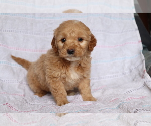 Goldendoodle (Miniature) Puppy for sale in SHILOH, OH, USA