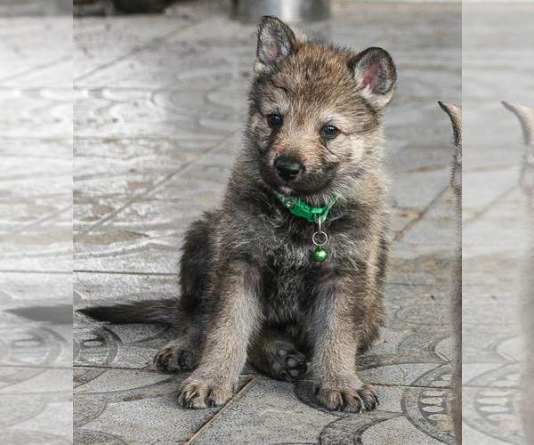 Medium Photo #3 Czech Wolfdog-Wolf Hybrid Mix Puppy For Sale in Darova, Timis, Romainia