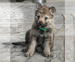 Small Photo #3 Czech Wolfdog-Wolf Hybrid Mix Puppy For Sale in Darova, Timis, Romainia