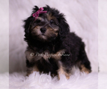 Small #3 Goldendoodle (Miniature)