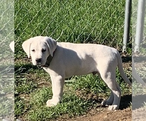 Labrador Retriever Puppy for Sale in LIVE OAK, California USA