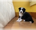 Small Photo #40 Border Collie Puppy For Sale in KANSAS CITY, MO, USA