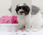 Small #13 Havanese