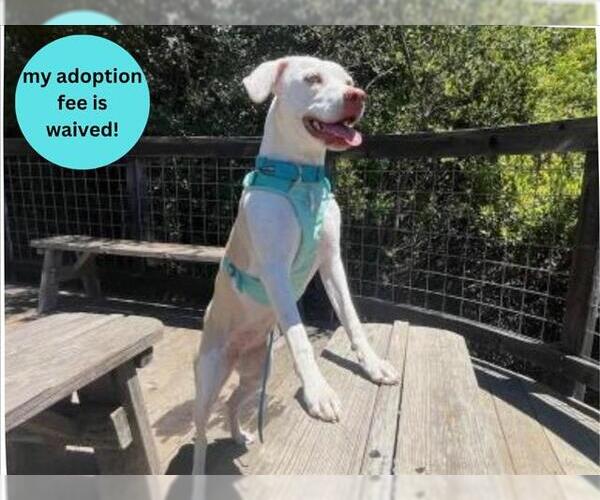 Medium Photo #5 Catahoula Leopard Dog-Unknown Mix Puppy For Sale in Santa Cruz, CA, USA