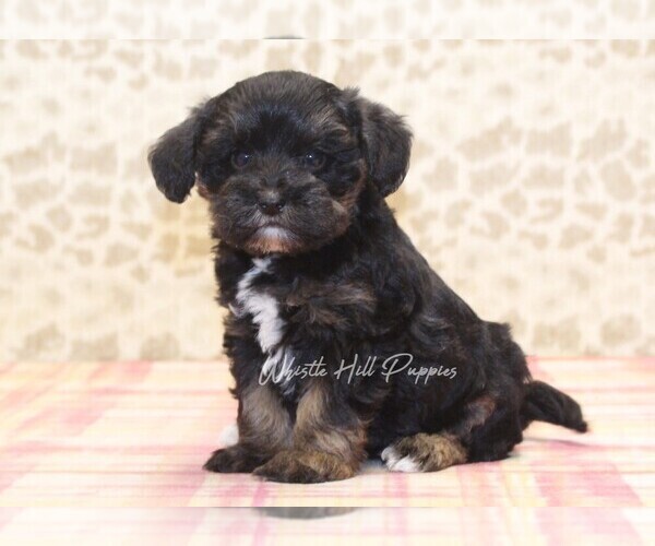 Medium Photo #4 Schnoodle (Miniature) Puppy For Sale in DENVER, PA, USA