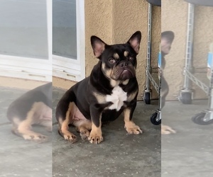 French Bulldog Puppy for sale in COLTON, CA, USA