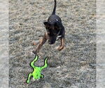 Small #14 American Pit Bull Terrier-German Shepherd Dog Mix