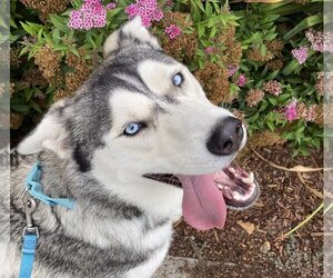 German Shepherd Dog-Siberian Husky Mix Dogs for adoption in Boise, ID, USA