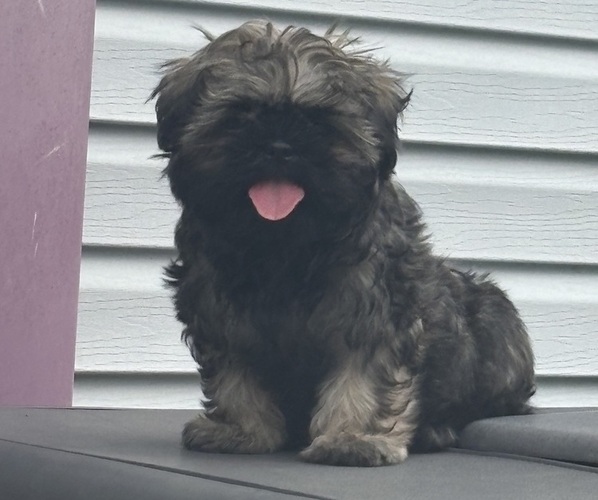 Medium Photo #1 Shih Tzu Puppy For Sale in FAIRVIEW, TN, USA