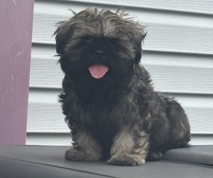 Shih Tzu Puppy for sale in FAIRVIEW, TN, USA