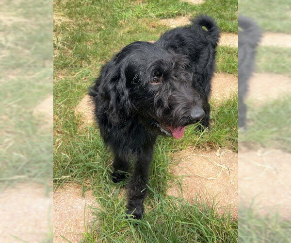 Medium Photo #2 Labradoodle Puppy For Sale in Wetumpka, AL, USA