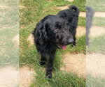 Small #1 Labradoodle