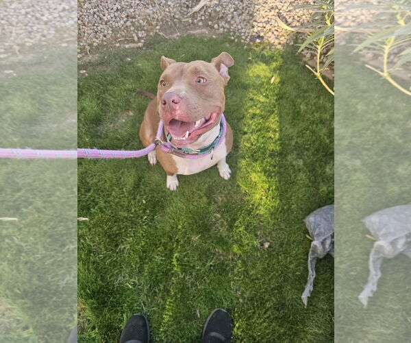 Medium Photo #1 American Staffordshire Terrier Puppy For Sale in phoenix, AZ, USA