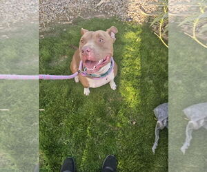 American Pit Bull Terrier-Unknown Mix Dogs for adoption in phoenix, AZ, USA