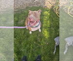 Small American Staffordshire Terrier