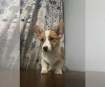Small Photo #72 Pembroke Welsh Corgi Puppy For Sale in DURHAM, CT, USA