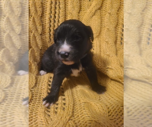 Medium Photo #7 Australian Retriever Puppy For Sale in DAYTON, OH, USA