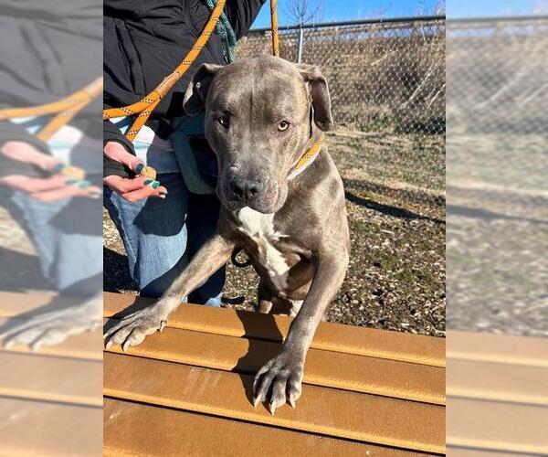 Medium Photo #2 Mutt Puppy For Sale in Louisville, KY, USA