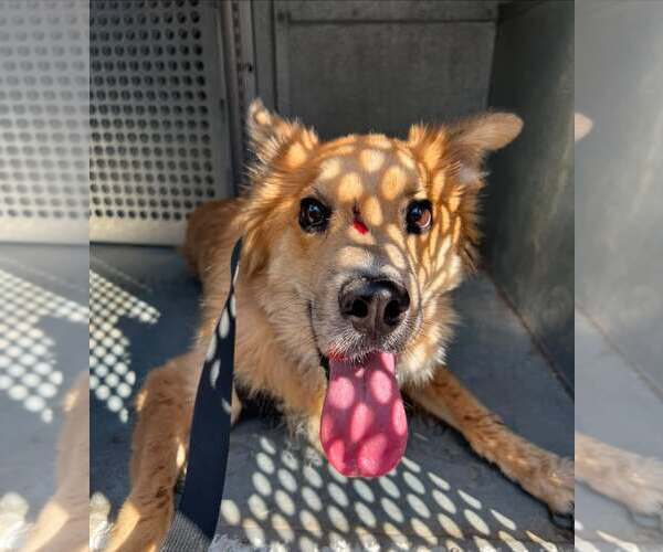 Medium Photo #1 Golden Retriever-Unknown Mix Puppy For Sale in Rowlett, TX, USA