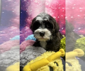 Havanese Puppy for sale in LIVONIA, MI, USA