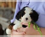 Small #2 Bernedoodle (Miniature)