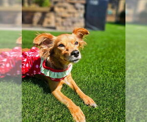 Chihuahua Dogs for adoption in San Diego, CA, USA